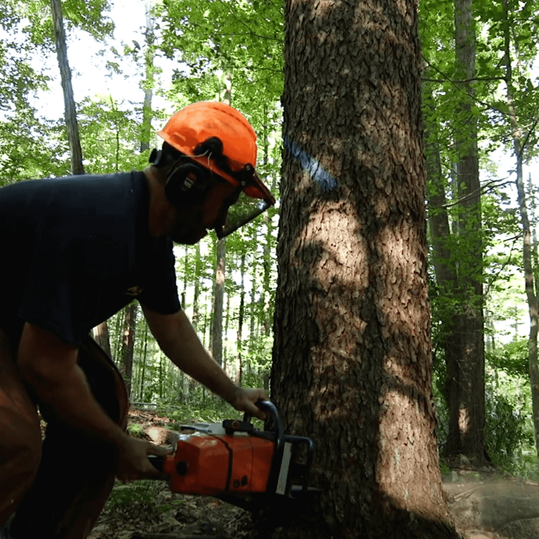 WATCH – The Journey of Pennsylvania Wood Products